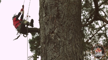 Tree surgeon climbing