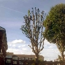 Tree Pruning Surrey